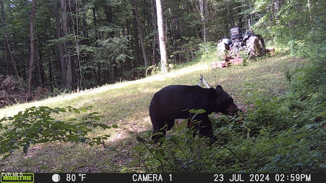 TBD Clinch Mountain Rd, Eidson, TN 37731 - photo 29