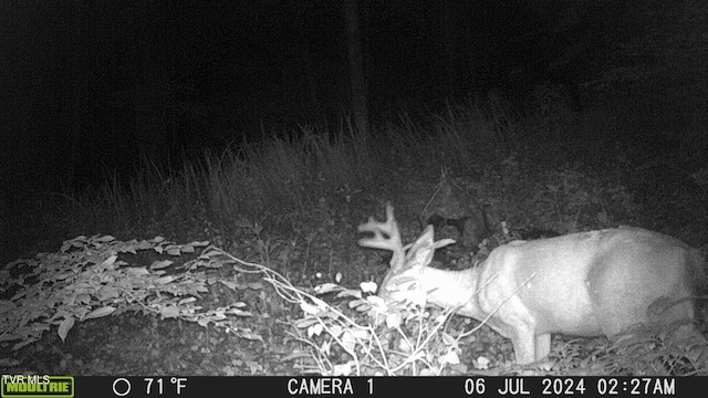 TBD Clinch Mountain Rd, Eidson, TN 37731 - photo 33
