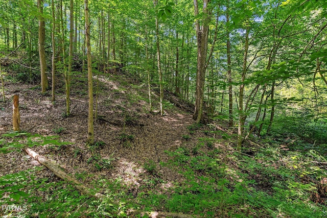 TBD Hermitage Ln, Mount Carmel, TN 37645 - photo 17