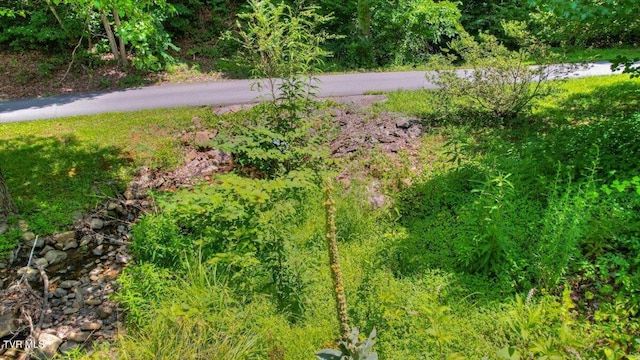 542 Sigman Hollow Rd, Bluff City, TN 37618 - view of yard