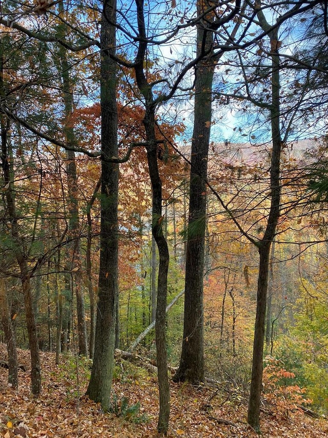 175 Canaan Rd, Butler, TN 37640 - photo 5