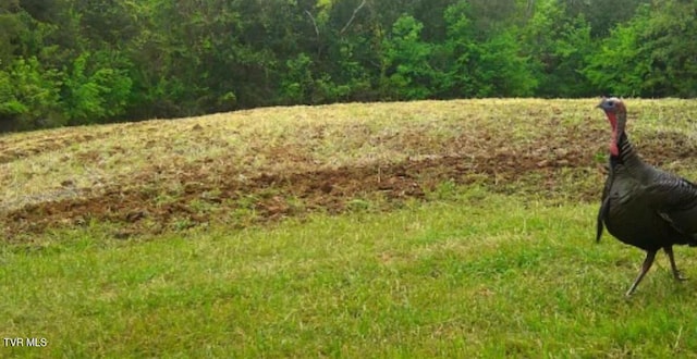 4045 S Mohawk Rd, Midway, TN 37809 - photo 17