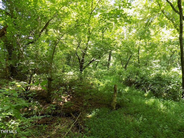 TBD Lakeshore Cir, Rogersville, TN 37857 - photo 5