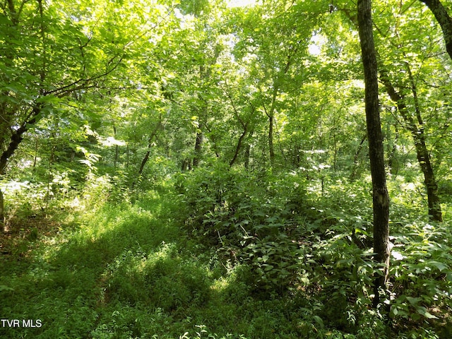 TBD Lakeshore Cir, Rogersville, TN 37857 - photo 6