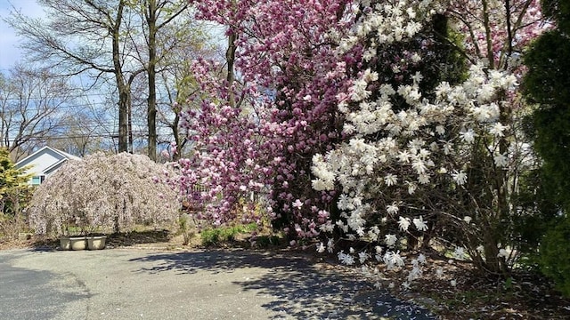 72 Charlemont St, Newton, MA 02461 - view of asphalt road