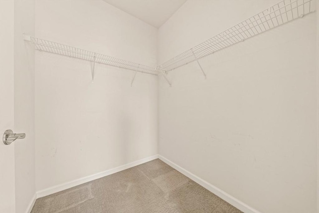 spacious closet featuring carpet floors