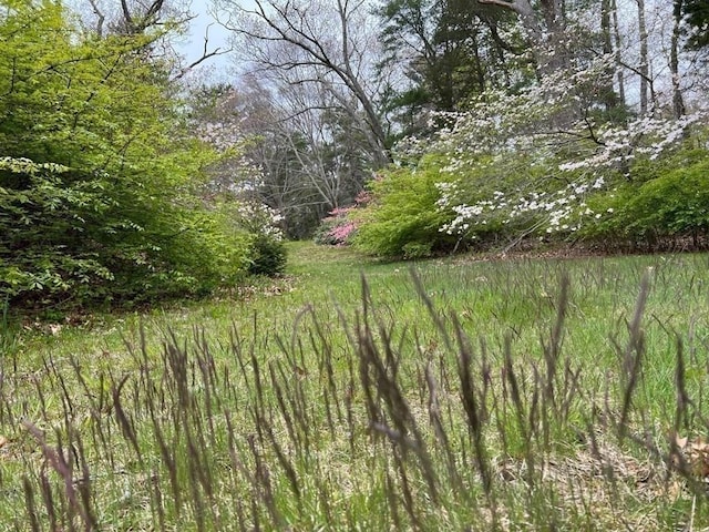 48 Neal Gate St, Scituate, MA 02066 - view of landscape featuring a forest view
