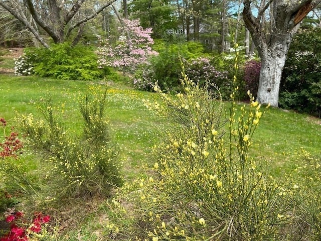 48 Neal Gate St, Scituate, MA 02066 - view of local wilderness