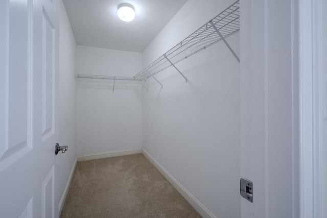 spacious closet featuring carpet floors