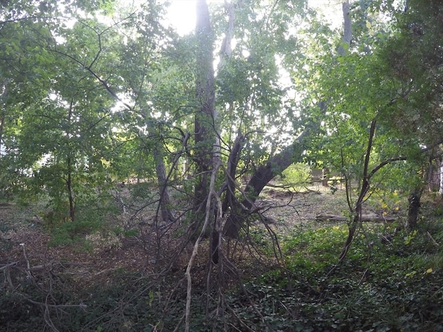 view of local wilderness