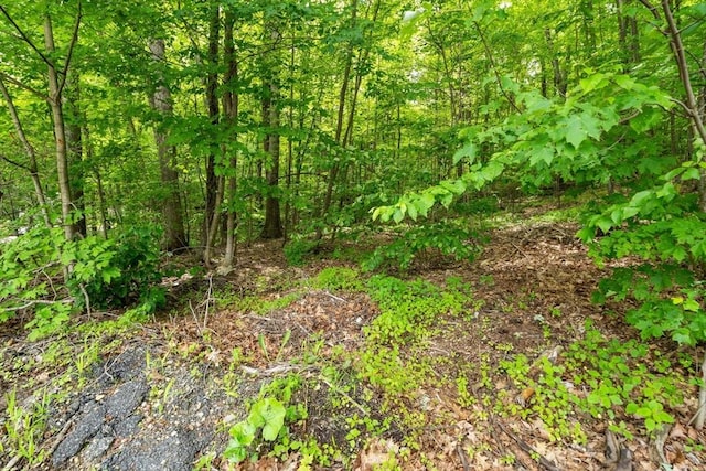 35 Island Rd, Holland, MA 01521 - view of local wilderness