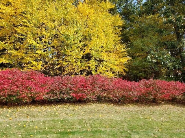 51 Pinecrest Dr Unit 51, Chicopee, MA 01020 - view of grassy yard featuring a view of trees