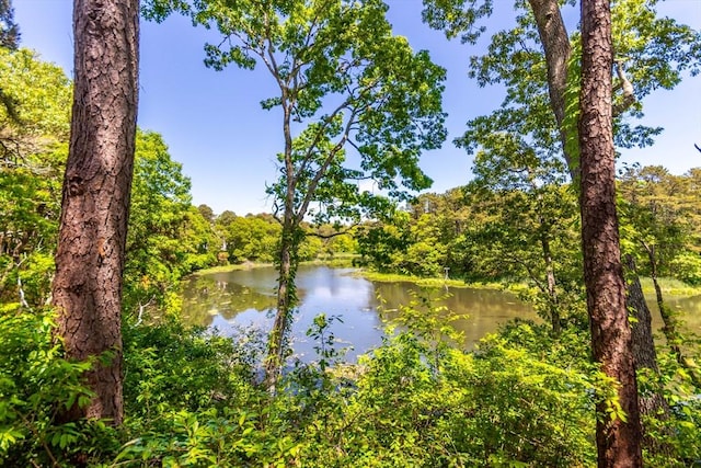 water view featuring a forest