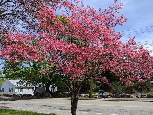 440 Forest St, Waltham, MA 02452 - view of asphalt road