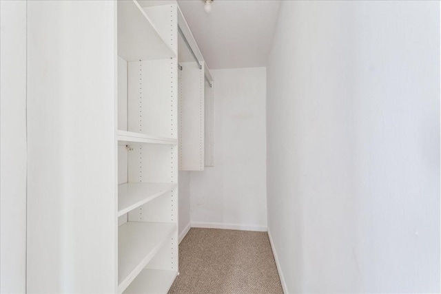 spacious closet featuring carpet