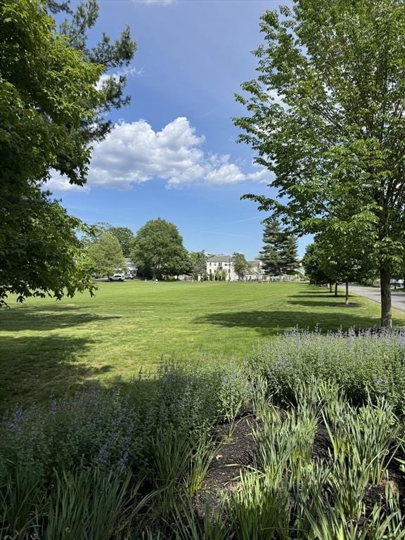 251 Waltham St, Newton, MA 02465 - view of property's community with a lawn