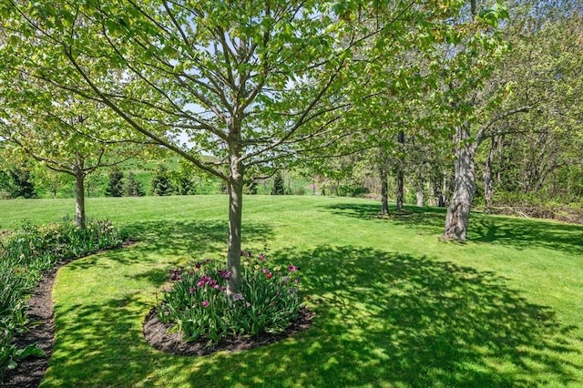 view of grassy yard