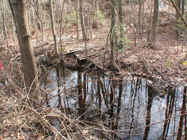 view of local wilderness