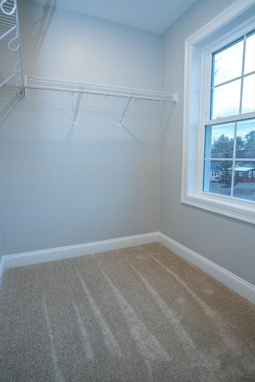 spacious closet featuring carpet