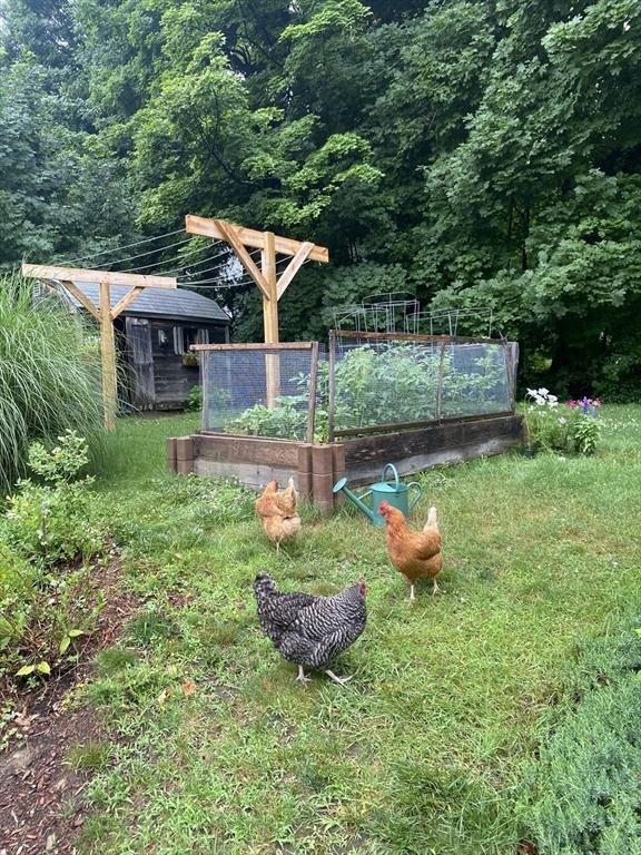 view of yard featuring a garden