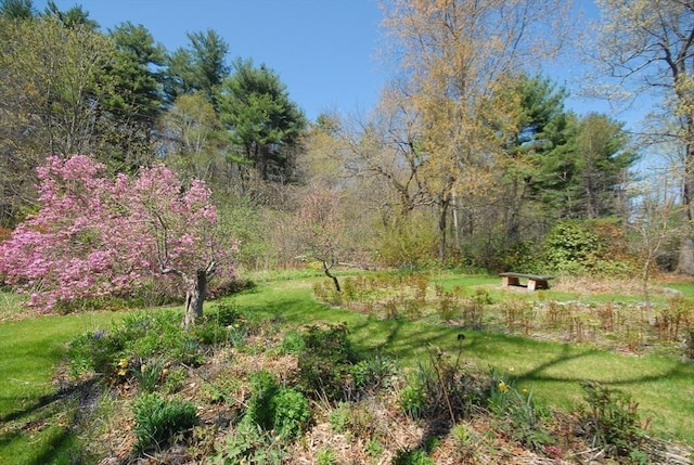 view of local wilderness