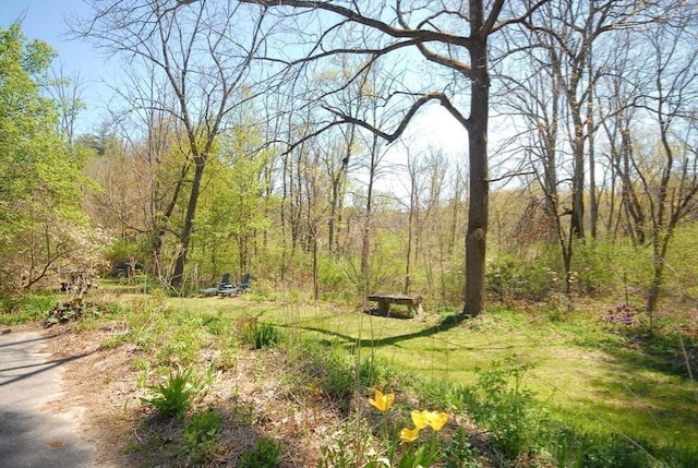 view of yard featuring a forest view