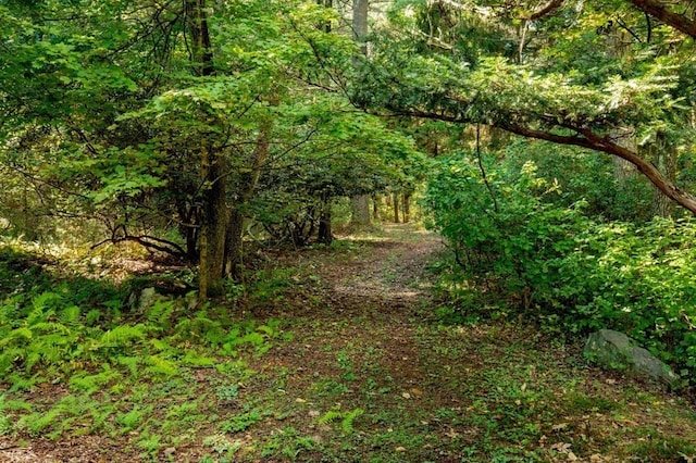 view of local wilderness