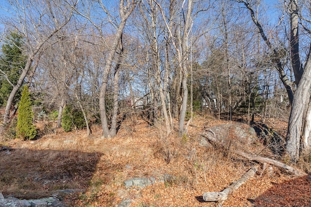 view of local wilderness