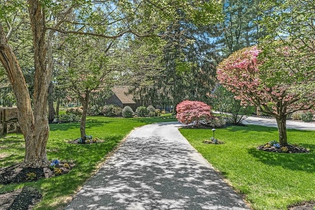 view of community with a yard