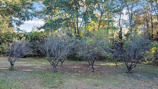 242 Eastwood Dr, Westfield, MA 01085 - view of yard