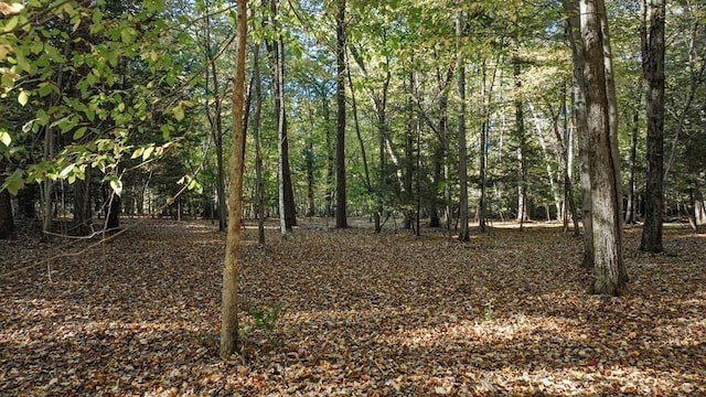 242 Eastwood Dr, Westfield, MA 01085 - view of tree filled area