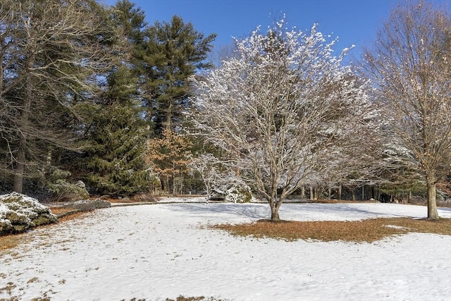 view of yard covered in snow