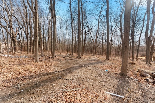 view of local wilderness