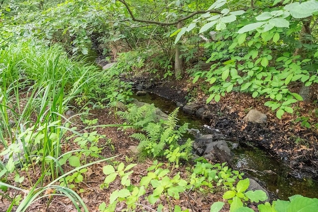 5 Mason St, Lexington, MA 02421 - view of nature
