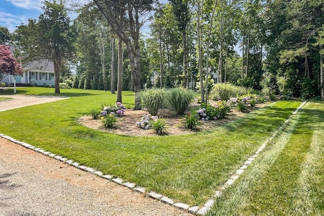 view of yard featuring driveway