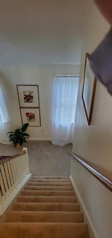 staircase featuring carpet