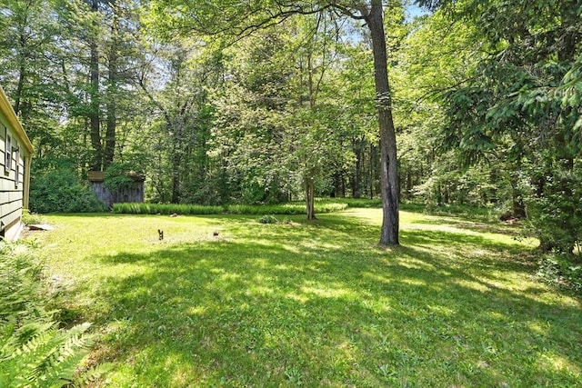 161 Farmington Rd, Amherst, MA 01002 - view of green lawn