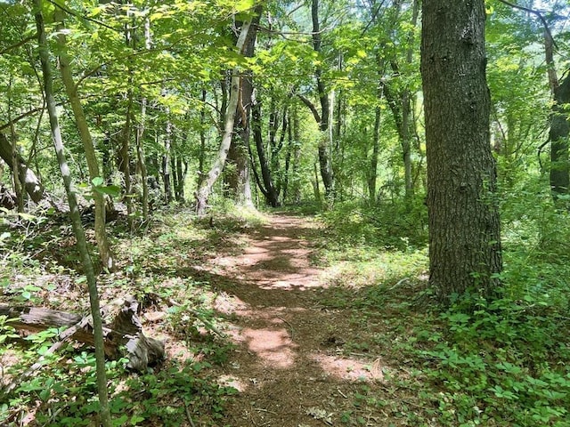 view of local wilderness