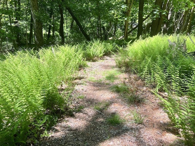 view of local wilderness