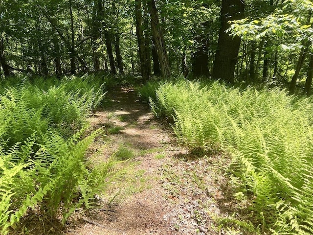 view of local wilderness