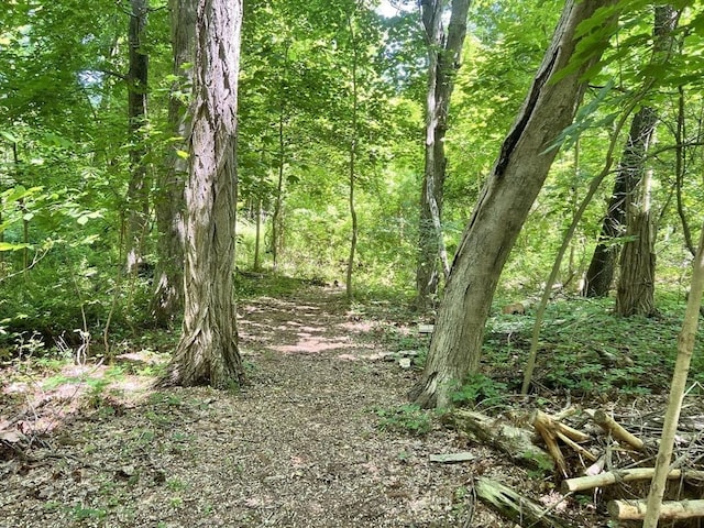 view of local wilderness