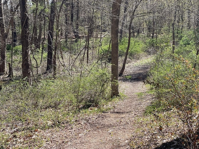 view of local wilderness