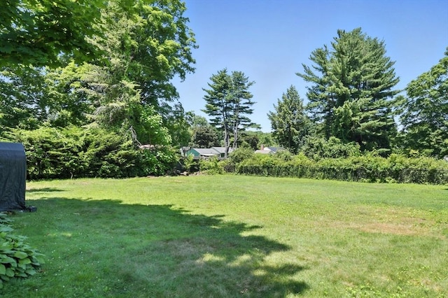 683 Rogers Ave, West Springfield, MA 01089 - view of green lawn