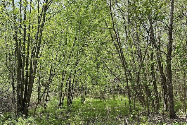 120 Tracy Cir, Amherst, MA 01002 - view of tree filled area