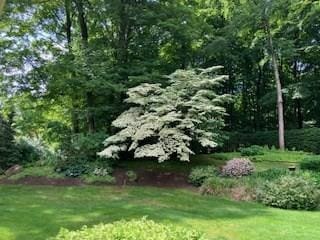55 Longfellow Rd, Holyoke, MA 01040 - view of green lawn
