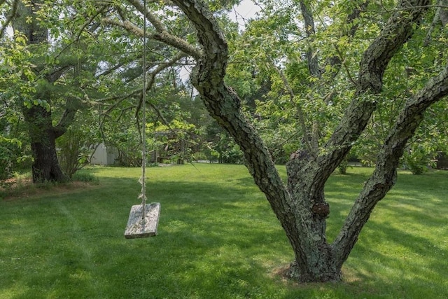40 Scotchmans Ln, West Tisbury, MA 02575 - view of green lawn