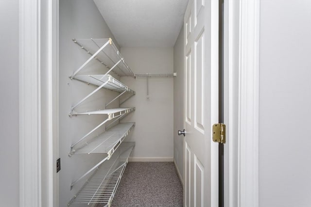 spacious closet featuring carpet flooring