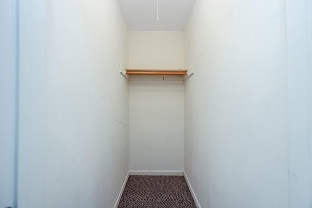 spacious closet featuring carpet