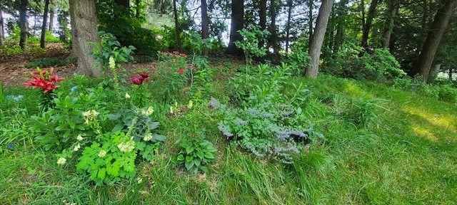 330 Chapin St, Ludlow, MA 01056 - view of nature