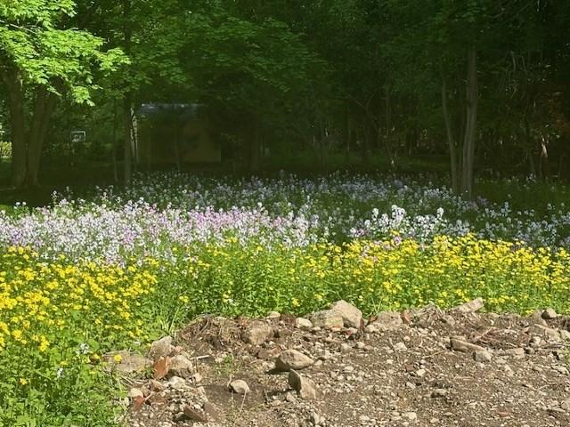 view of local wilderness